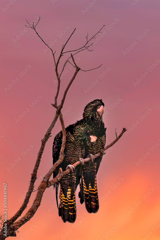 The Short-Billed Black Cockatoo (Calyptorhynchus latirostris), also known as Carnaby's Black Cockatoo, is a large black cockatoo endemic to southwest Australia.