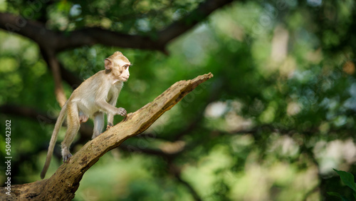 Little monkey climbs alone on trees in the natural forest and looking happy in the wild nature at Khao Ngu Stone Park, Ratchaburi, Thailand. Leave space for text input.