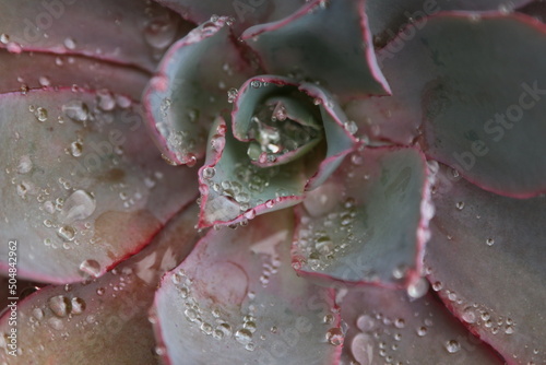 close up of a purple succulent
