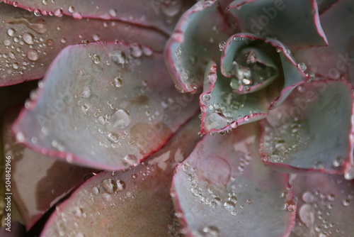 close up of a purple succulent