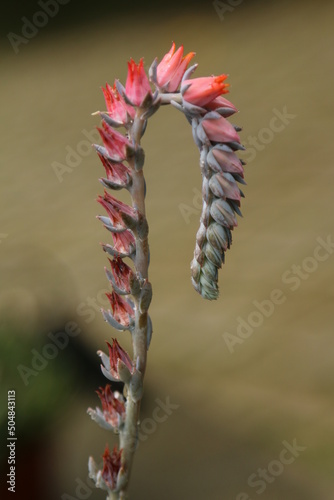 flower of a cactus