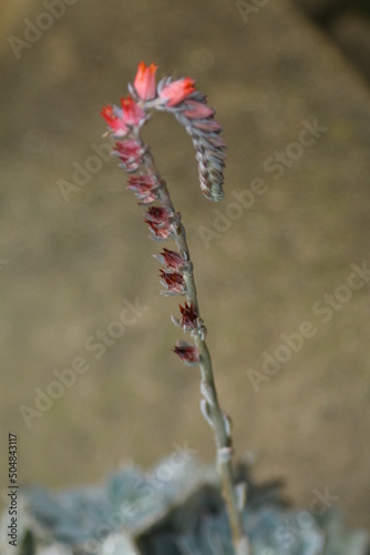flower of as cactus