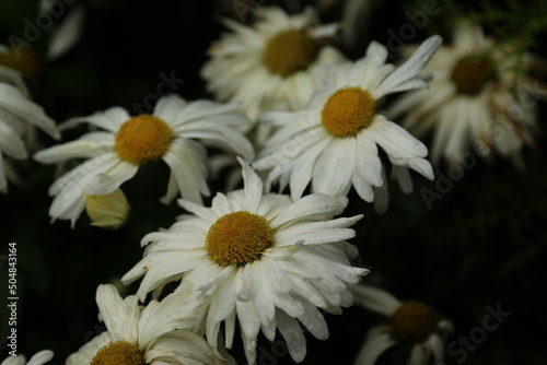 daisies in a garden
