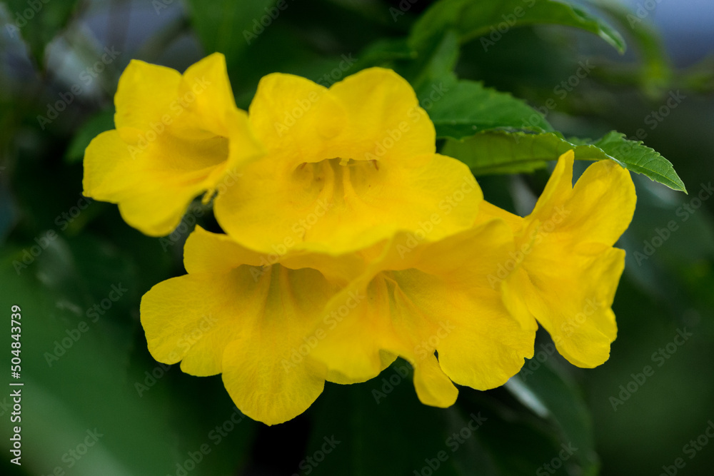 Fototapeta premium yellow daffodil flower