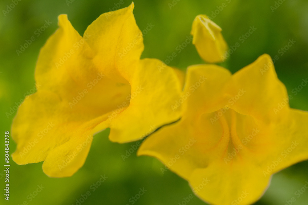 yellow daffodils in spring yellow daffodils in spring