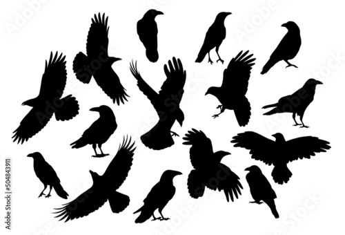 Raven, crow, set of illustrations on a white background. Template for plotter lazer cutting of paper, wood.