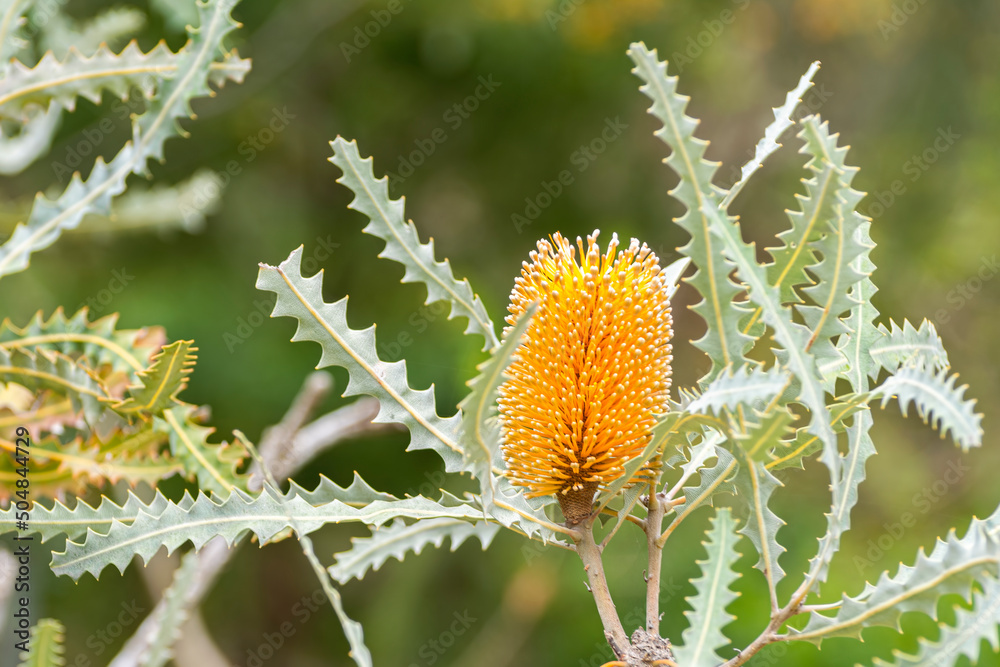 The Flower of a Banksia tree which is natural to Western Australia.