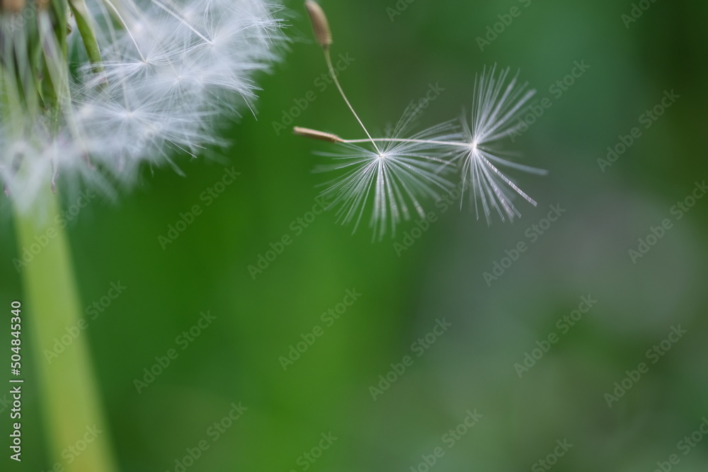 Fototapeta premium Close up macro image of dandelion seed heads with delicate lace-like patterns. Detail shot of closed bud of a dandelion in green grass.