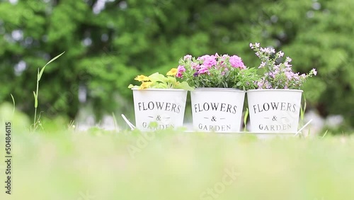 涼しい木陰で夏の暑さに強い花をプランターで育てる