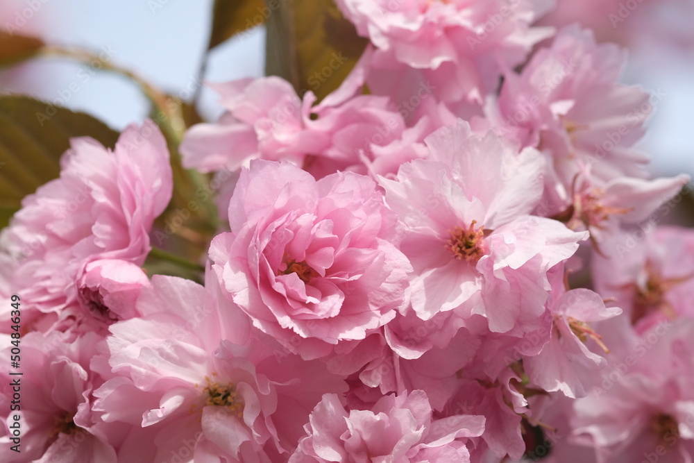 Pink Cherry Blossom. Macro selective focus. Blurred background. Pink sakura blossom petals close up selective focus.