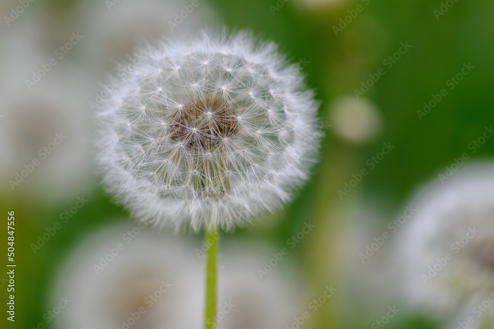 Close of white dandelion flower in spring time Close of white dandelion flower in spring time