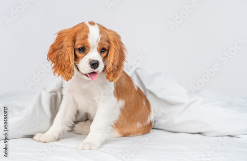 Obraz na plátne Puppy cavalier king charles spaniel sitting on a blanket in the bedroom on the b