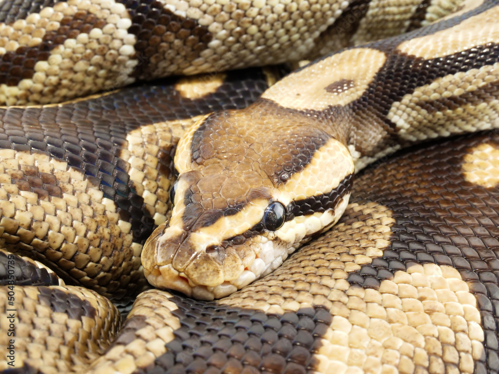 Obraz premium 体の上に頭を乗せているボールニシキヘビ