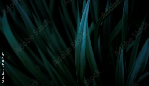 background texture flora leaves green.