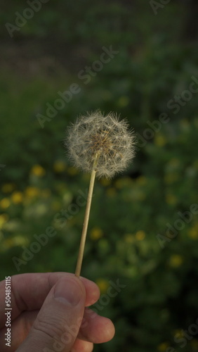 hand holds dandelion summer green