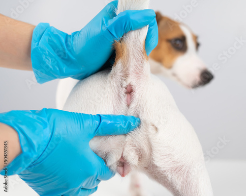 Canvas-taulu Veterinarian doing a rectal examination to a jack russell terrier dog