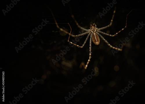 Psechrid Spiders Genus Psechrus
