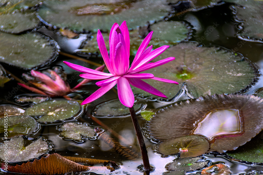 Pink blooming lotus in the pond Bali Indonesia