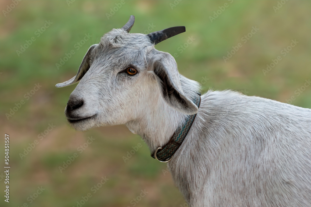 Cute white goat Portrait