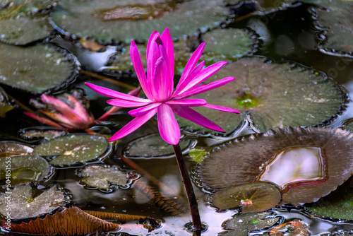 Pink blooming lotus in the pond Bali Indonesia