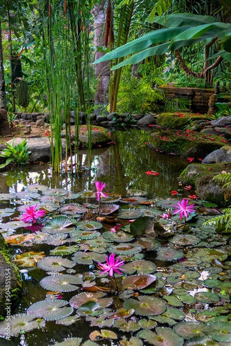 Obraz na płótnie Pink blooming lotus in the pond Bali Indonesia w salonie