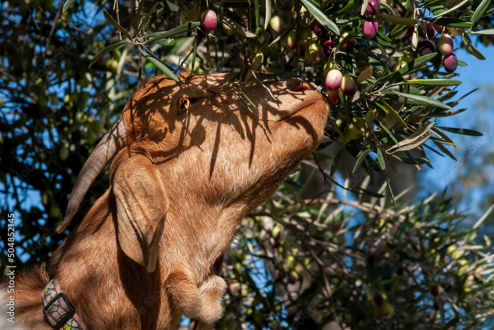 A brown goat eating olives from a tree