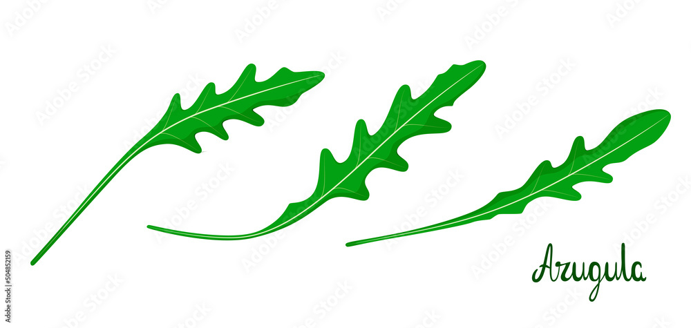 Arugula leaves on a white background. Herbs.
Arugula leaves on a white background. Herbs.