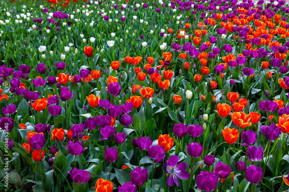 Beautiful field of tulips on a spring day.