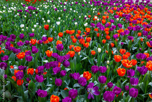 Obraz na płótnie Beautiful field of tulips on a spring day. w salonie