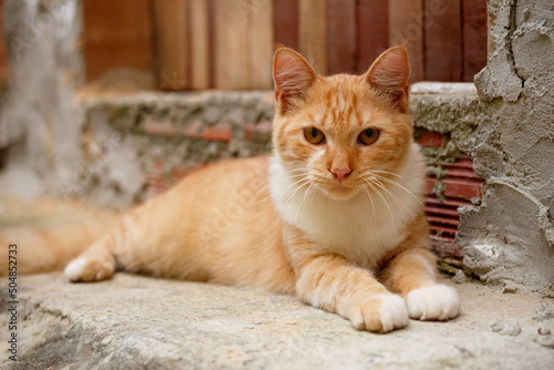 Cutie cat on the sill