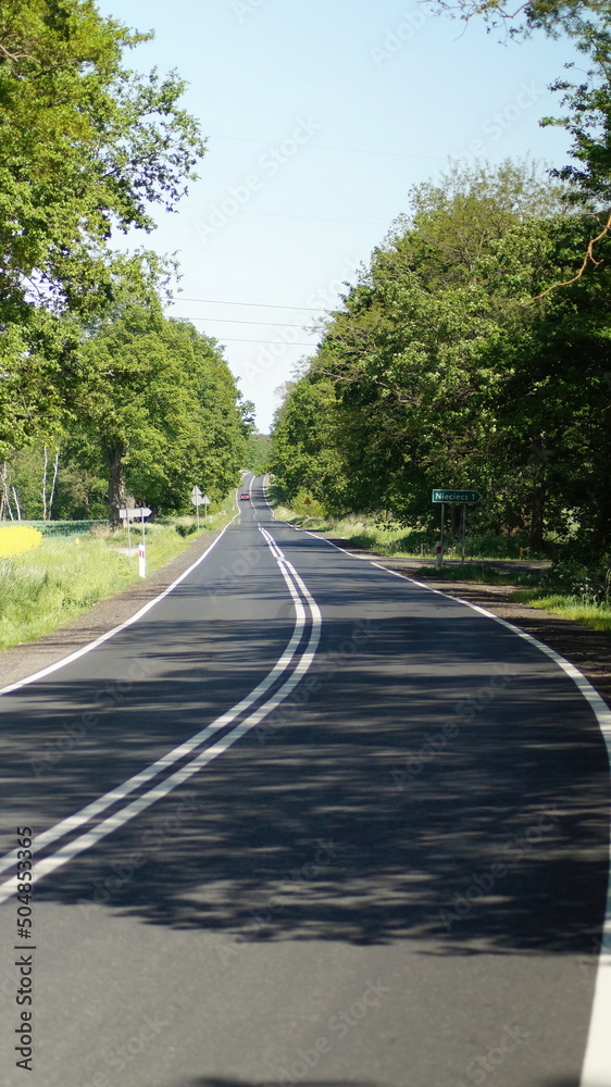 road in the forest