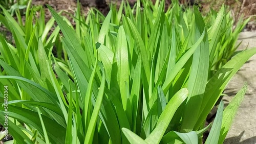 green leaves. daylily grows in spring. sunny windy weather