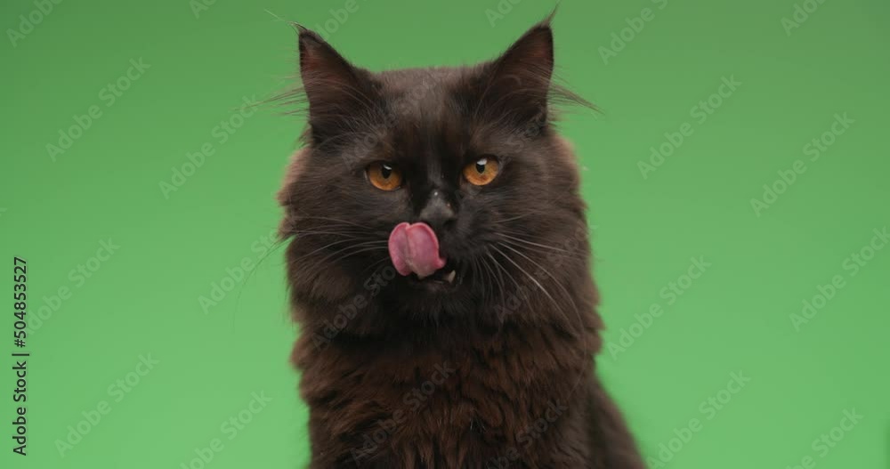 curious black pussycat sticking out tongue, licking nose and fur, cleaning and refreshing in front of green background in studio