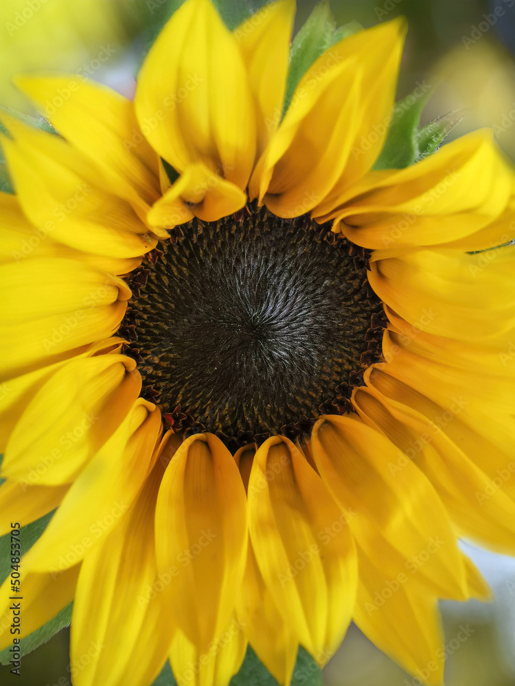 Beautiful yellow sunflower close up