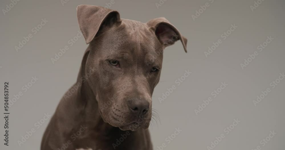 American Staffordshire Terrier dog is looking down, being dramatic against gray studio background American Staffordshire Terrier dog is looking down, being dramatic against gray studio background