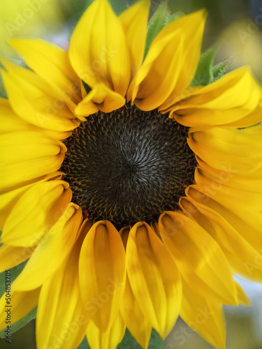 Obraz na płótnie Beautiful yellow sunflower close up w salonie