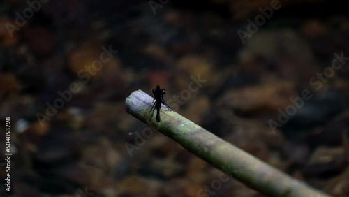 Seen from its back as an insect is also blown by the wind hanging on a web at the stream, Euphaea masoni male Damselfly, Kaeng Krachan National Park, Thailand. photo