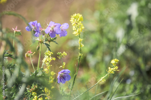 Wiesenstorchschnabel Geranium pratense und Raps Brassica napus subsp. napus