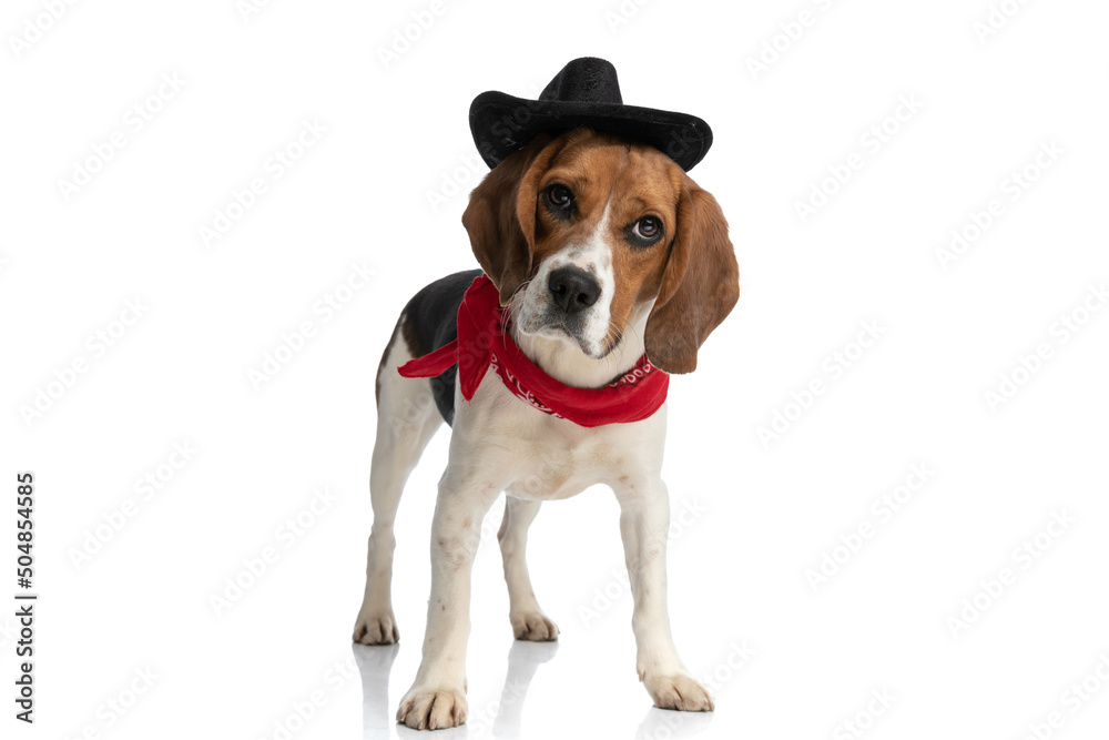 beagle dog wearing a cowboy hat and a red bandana beagle dog wearing a cowboy hat and a red bandana