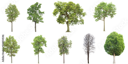  set of tropical green tree side view isolated on white background for landscape and architecture drawing  elements for environment and garden
