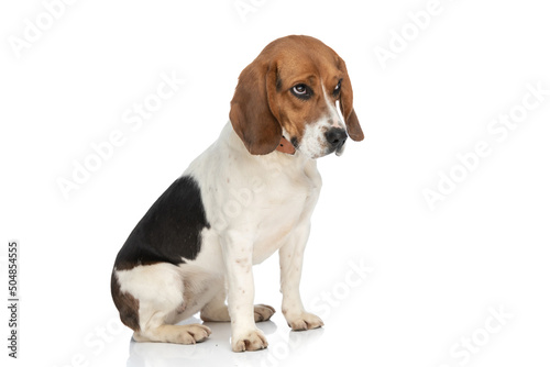 Fotografie beagle dog looking with humble eyes at someone
