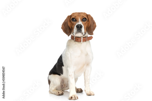 beagle dog posing with his leash at neck