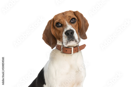 beagle dog making puppy eyes at the camera
