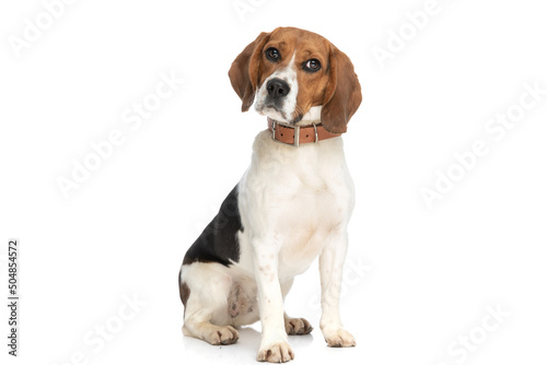 beagle dog turning his head to side and being grumpy