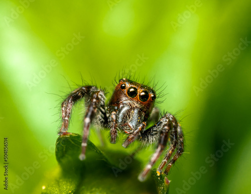 Spider on a flower bud