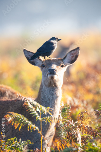 Valokuva Jackdaw resting on a Red Deer hind or ewe in the morning sun, London