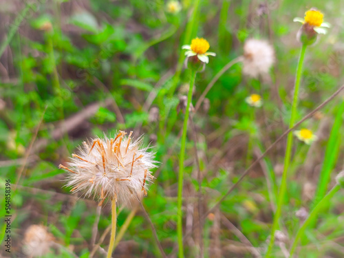 dandelion in the grass