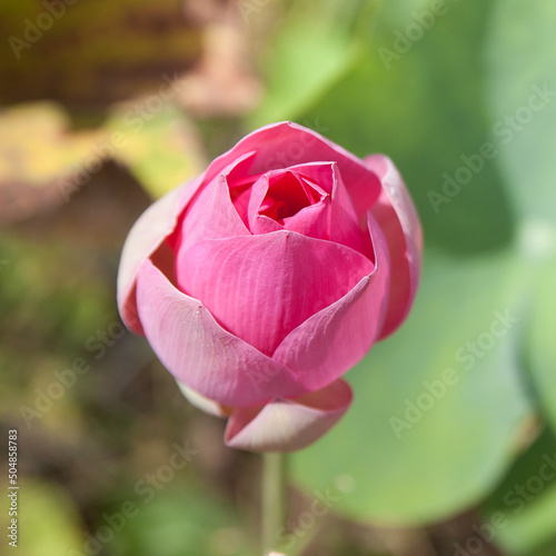 Lotus Bud and ripe Lotus seeds. Lotus flower. Pink flower, close-up.