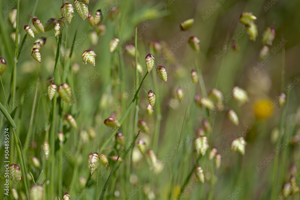 Flora of Gran Canaria - Briza maxima, Greater quaking-grass natural macro floral background
Flora of Gran Canaria - Briza maxima, Greater quaking-grass natural macro floral background