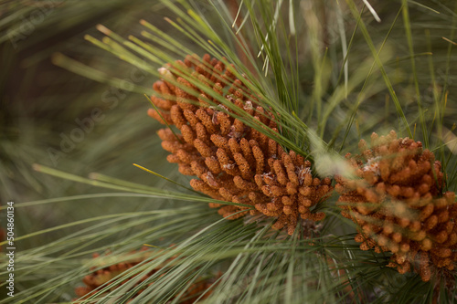 Flora of Gran Canaria -  Pinus canariensis, fire-resistant Canary pine, male cones on lower branches in April
